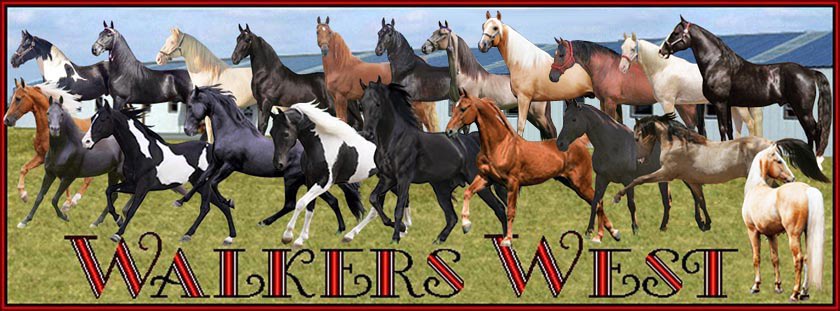 INTERNATIONAL TWH STALLION SHOWCASE - If you are looking for the best stallions in your area, check out the international list of Tennessee Walking Horse stallions at the Walkers West Cyber Barn. 23 stallions with photos, videos, pedigrees, illustrated progeny lists, extended pedigree analyses, show results, shipped semen information, and breeding fees. 
