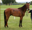 Tennessee Walking Horse BUM'S DOUBLE TOUCH #20202405/BA