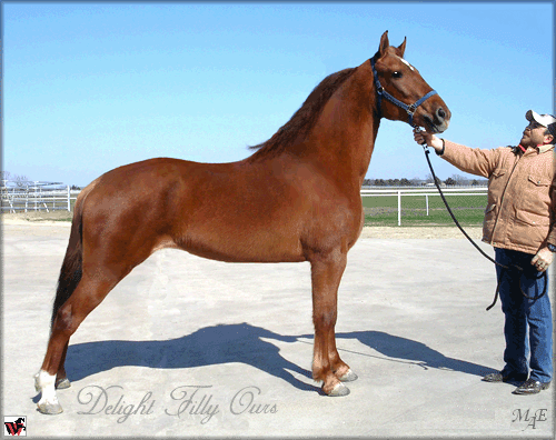 Delight Filly Ours with Jose at Walkers West in Texas.