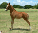 MISS BILLIE HOLIDAY COLT