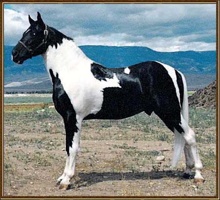 black and white pictures of horses. Flashy lack and