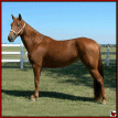RAZZ MAN'S ROYAL LADY  #20313258 