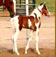 Tennessee Walking Horse Weanling ROCK'S FINAL CHOICE (ped. pend.)