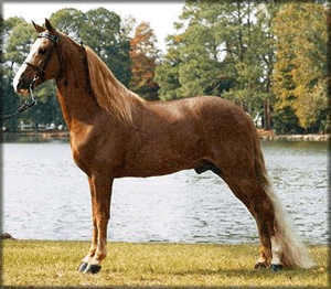 ROYAL LIMELIGHT, champion Tennessee Walking Horse at stud
