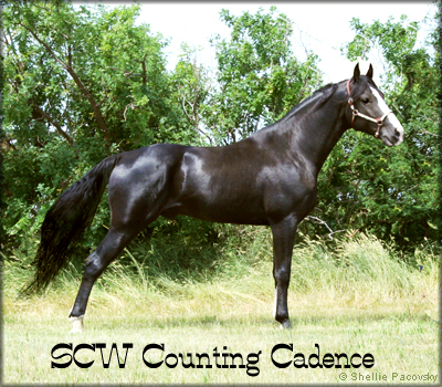 SCW COUNTING CADENCE #20700732