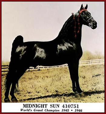 The immortal Midnight Sun - the 'Horse of the Century' and World Grand Champion in 1945 and 1946.
