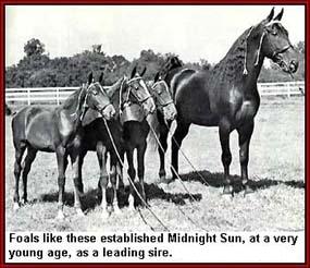 Midnight Sun demonstrating the unsurpassable conformation he passed on to his progeny.