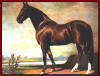Through the Messenger son, RYSDYK'S HAMBLETONIAN, Tennessee Walking horses gained the bloodlines of the Standardbred.