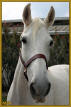 BUCKSKIN BEAUTY