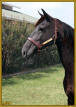COIN'S BUCKSKIN BEAUTY