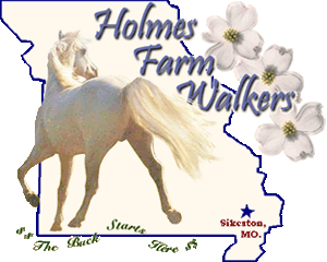 Holmes Farm Walkers - Missouri breeder of Tennessee Walking Horses, specializing in palominos, buckskins, and cremellos. Walking Horses For Sale. Standing the perlino TWH stallion, The Buck Starts Here.
