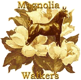 MAGNOLIA WALKERS - preserving the Tennessee Walking Horse heritage in Bullard, TX. The legendary MIDNIGHT MACK K. is resurrected in the genes of breeding stallions,  MAGNIFICENT MACK K., COIN'S HAZE OF GOLD, TRIPLE MACK K., and PLAYBOY'S CHAMPAGNE. 