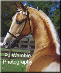 PJ Wamble Photography - let a real master show the world the best profile of YOUR horse!