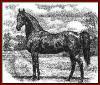 American Saddlebred stallion, Gaines' Denmark. One of Gaines' Denmark's prominent sons, DIAMOND DENMARK, was out of a mare by BALD STOCKINGS, the first horse known to do a running walk.