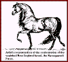 The Narragansett Pacer - the Tennessee Walking Horse owe much of their existence to these extinct, noble little Rhode Island horses.
