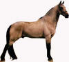 BUCKSKIN