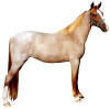 Chestnut Roan