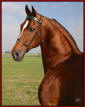 Coins Adonis, son of Prides Gold Coin.