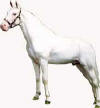Dominant White