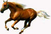 Palomino