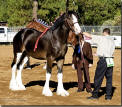 REDD BARNEY'S COMMANDERS MARK