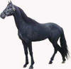 Black Roan 