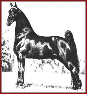 Pride of Midnight HF