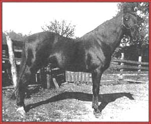 Wilson's Allen