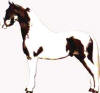 Bay Tobiano