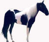 Black Tobiano