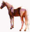 Golden Tobiano