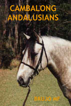Cambalong Andalusians - Australia